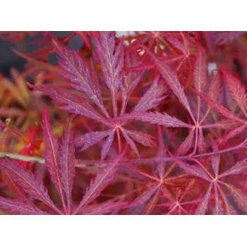 Sazenice Javor dlanitolistý 'Heartbeat'