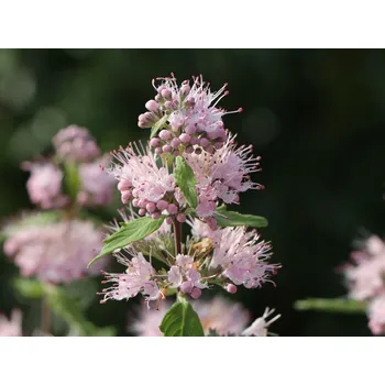 Sazenice Ořechokřídlec klandonský 'Pink Perfection'