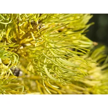 Sazenice Jedle ojíněná 'Wintergold' Balení: bal/kontejner, Tvar: výška 150-175cm