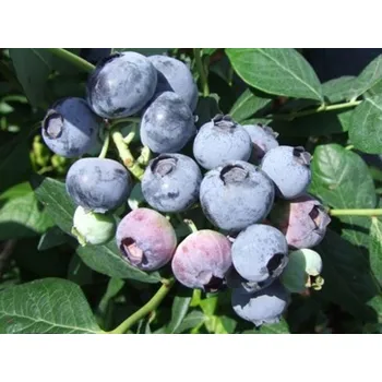 Sazenice Kanadská borůvka 'Aurora' Balení: kontejner p9, mladá sazenice