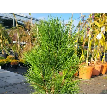 Sazenice Borovice černá 'Green Tower' Balení: kontejner C7,5, Tvar: výška 40-60cm