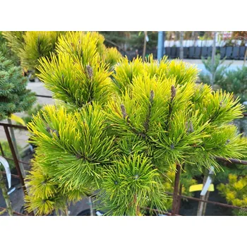 Sazenice Borovice kleč 'Starkl' Balení: kontejner C5, Tvar: roubované na kmínku 80-100cm, šířka 15-25cm