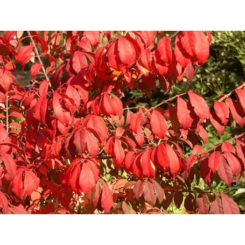 Sazenice Brslen křídlatý 'Fire Ball' kontejner C5