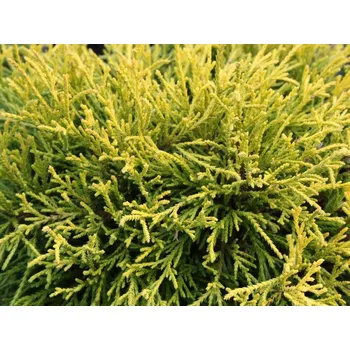 mop Cypřišek hrachonosný 'Golden Mop' Balení: kontejner p14 Chamaecyparis pisifera 'Golden Mop'