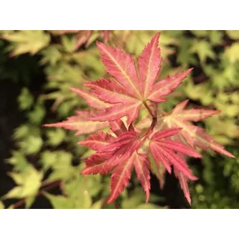 Sazenice Javor uťatý 'Volcano' Balení: kontejner C5