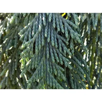 Sazenice Cypřišek nutkajský 'Glauca Pendula' kontejner C3