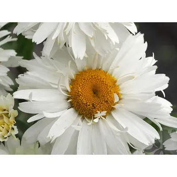 Sazenice Kopretina velkokvětá 'Fluffy' - Leucanthemum × superbum 'Fluffy' Balení: kontejner C1/C2