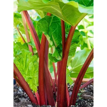 Semeno Rebarbora, reveň kadeřavá 'Holsteiner Blut' - Rheum rhabarbarum 'Holsteiner Blut' Balení: kontejner p19