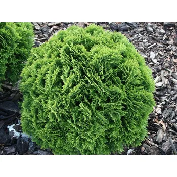 Sazenice Zerav západní 'Danica' Balení: kontejner p9