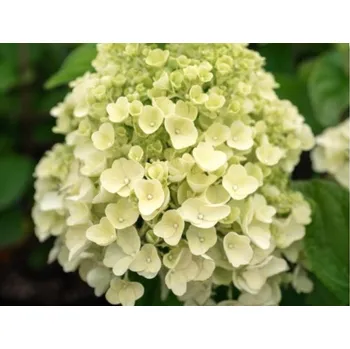 Sazenice Hortenzie latnatá Living Summer Snow 'LCNO5' PBR Balení: kontejner C3