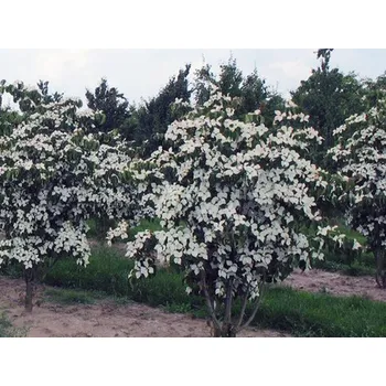 Sazenice Dřín japonský Balení: kontejner p9, mladá sazenice