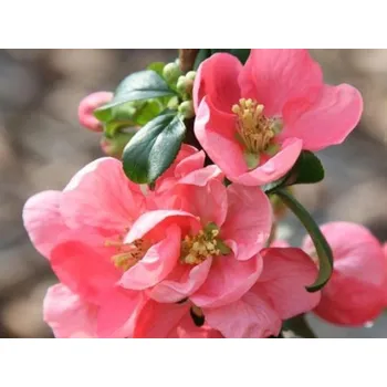 Sazenice Kdoulovec nádherný 'Pink Trail' Balení: kontejner C3, Tvar: výška 30-40 cm