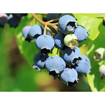 Sazenice Kanadská borůvka 'Toro' Balení: kontejner p9