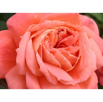 Sazenice Růže 'Queen of Hearts®' Balení: kontejner C2