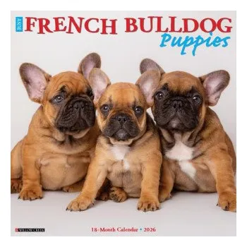 Kalendář French Bulldog Puppies 2026 12 X 12 Wall Calendar (Brožovaná)