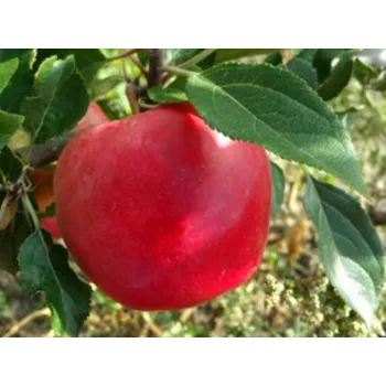 Sazenice Jabloň 'Skaistis (Brighty)' Balení: prostokořenný stromek, Podnož: M26