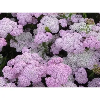Sazenice Řebříček obecný 'Rainbow Ending Blue' - &nbsp;Achillea millefolium&nbsp;'Rainbow Ending Blue' Balení: kontejner p11