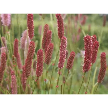 Sazenice Krvavec toten 'Blackthorn' - Sanguisorba officinalis 'Blackthorn' Balení: kontejner C4