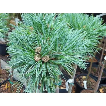 Sazenice Borovice korejská 'Jilin' Balení: kontejner C5