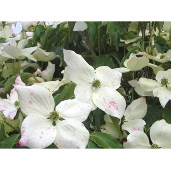 Sazenice Dřín japonský 'Bultinck's Giant Flowers' Balení: kontejner C5, Tvar: výška 30-40 cm