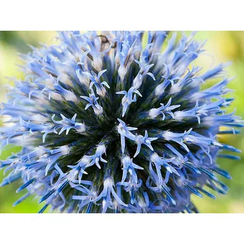 Sazenice Bělotrn modrý - Echinops ritro Balení: kontejner p11