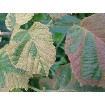 Sazenice Líska obecná 'Variegata'