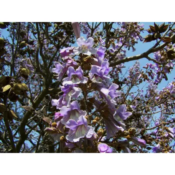 Sazenice Paulovnie plstnatá Balení: kontejner C260, Tvar: OK 35/40