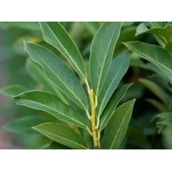 Sazenice Bobkovišeň lékařská 'Elly' Balení: kontejner C3