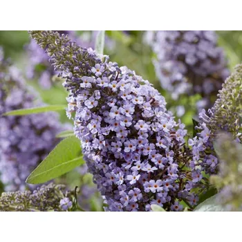 Sazenice Komule Davidova Butterfly Candy 'Little Lila Sweetheart' Balení: kontejner p17, Tvar: výška 40cm