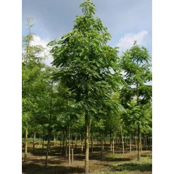 Sazenice Ořešák černý Balení: kontejner C10, Tvar a výška: 80-100cm