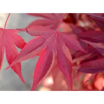 Krbová kamna Javor dlanitolistý Balení: kontejner, Tvar: výška 250-300cm, varianta rosso (červenolistá) Acer palmatum