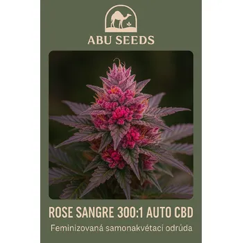 Semeno ABU SEEDS GENETICS Rose Sangre 300 :1 Auto CBD Auto – samonakvétací semena | Abu Seeds Počet semen: 3 + 1 Zdarma