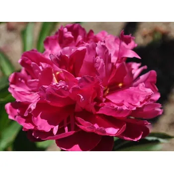 Sazenice Pivoňka čínská 'Louis Van Houtte' - Paeonia lactiflora 'Louis Van Houtte' Balení: kontejner C4