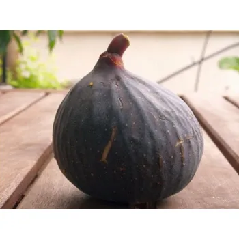 Sazenice Fíkovník smokvoň 'Dauphine' Balení: kontejner C9