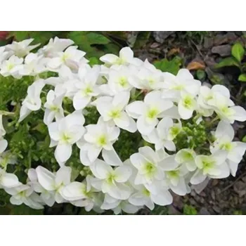 Sazenice Hortenzie dubolistá 'Snowflake' Balení: kontejner C5