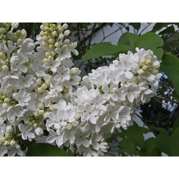 Sazenice Šeřík obecný 'Excellent' Balení: kontejner p9