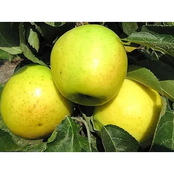 Sazenice Jabloň sloupovitá 'Malücha' Balení: prostokořenný stromek, Podnož: MM106