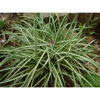 Sazenice Ostřice ptačí noha 'Varieagata' - Carex ornithopoda 'Varieagata' Balení: kontejner p9