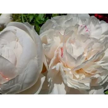 Sazenice Pivoňka čínská 'Nick Shaylor' - Paeonia lactiflora 'Nick Shaylor' Balení: kontejner C4