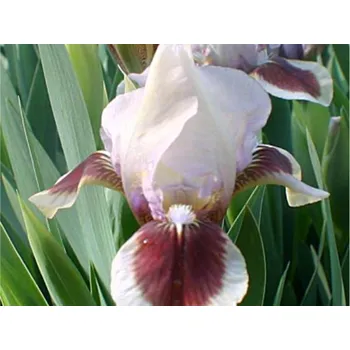 Sazenice Kosatec nízký 'Red Heart' - Iris barbata-nana 'Red Heart' Balení: kontejner C2