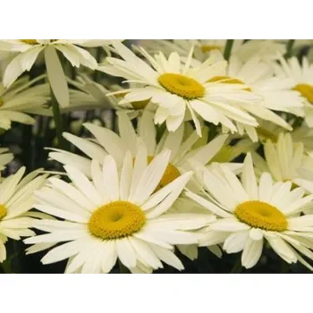 Sazenice Kopretina 'Broadway Lights'- Leucanthemum maximum 'Broadway Lights' Balení: kontejner C1/C2