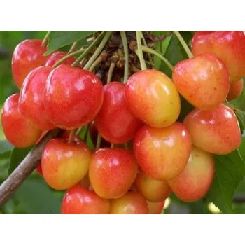 Sazenice Třešeň 'Napoleonova' - kontejner Balení: kontejner C30, Podnož: ptáčnice, Tvar a výška: Vysokokmen