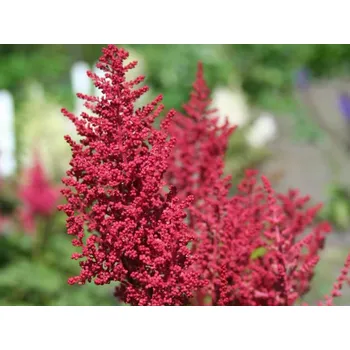 Sazenice Čechrava japonská 'Red Sentinel' - Astilbe japonica 'Red Sentinel' Balení: kontejner C1/C2