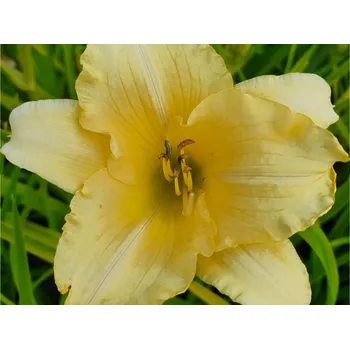 Sazenice Denivka EveryDaylily 'Cream'® - Hemerocallis&nbsp;EveryDaylily 'Cream'® Balení: kontejner C1/C2