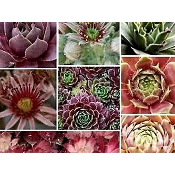 Sazenice Netřesk 'Mix' Balení: kontejner