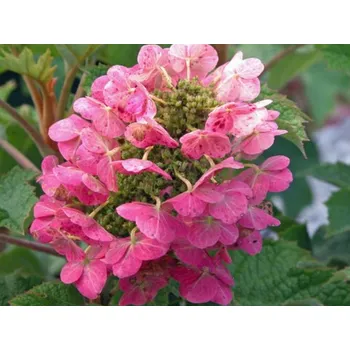 Sazenice Hortenzie dubolistá 'Ruby Slipper' Balení: kontejner C7