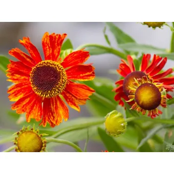 Sazenice Záplevák x hybr. 'Moerheim Beauty' - Helenium x hybr. 'Moerheim Beauty' Balení: kontejner C2