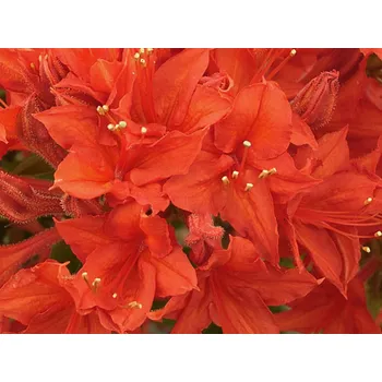 Sazenice Azalka 'Crosswater Red' Balení: kontejner p9