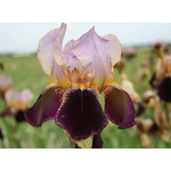 Sazenice Kosatec německý 'Bruno' - Iris germanica 'Bruno' Balení: kontejner C2