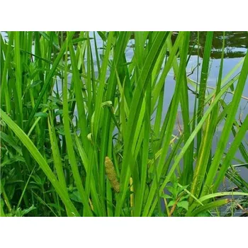 Sazenice Puškvorec obecný - Acorus calamus Balení: kontejner p11